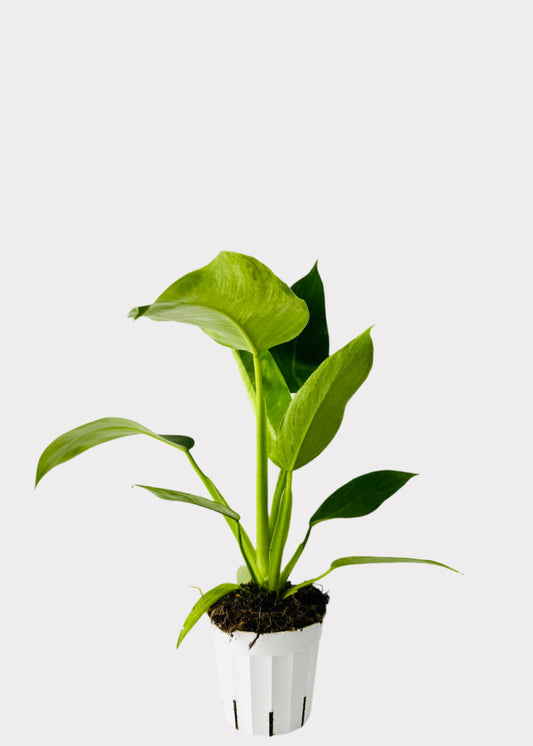 Philodendron Jose Bueno in white pot – full view – Rainbow Rosemead