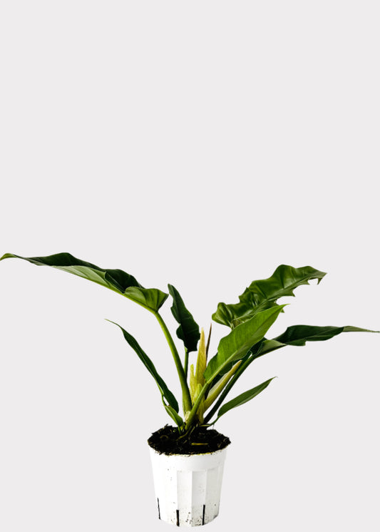 Philodendron Narrow in white pot – full view – Rainbow Rosemead