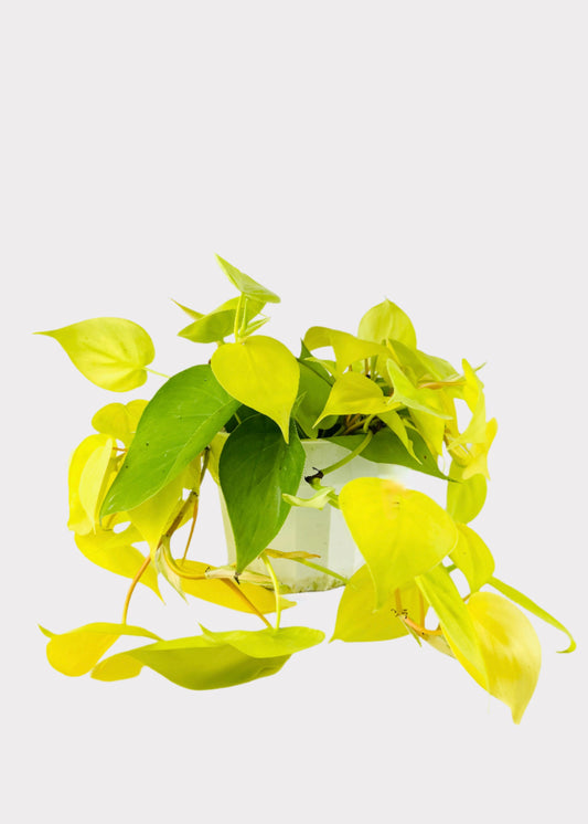 Philodendron Neon with bright lime green trailing leaves in white pot – full view – Rainbow Rosemead