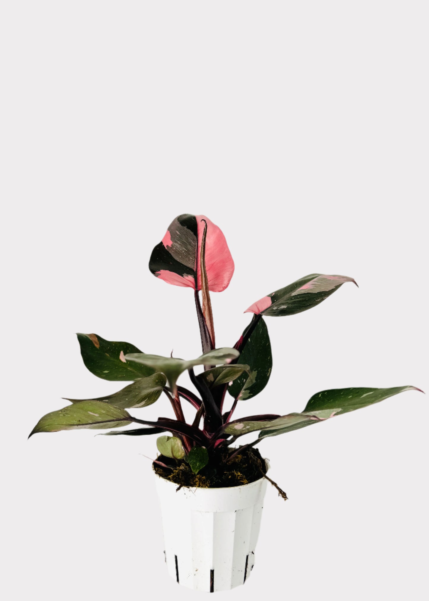 Philodendron Pink Princess with variegated pink and green leaves in white pot – full view – Rainbow Rosemead