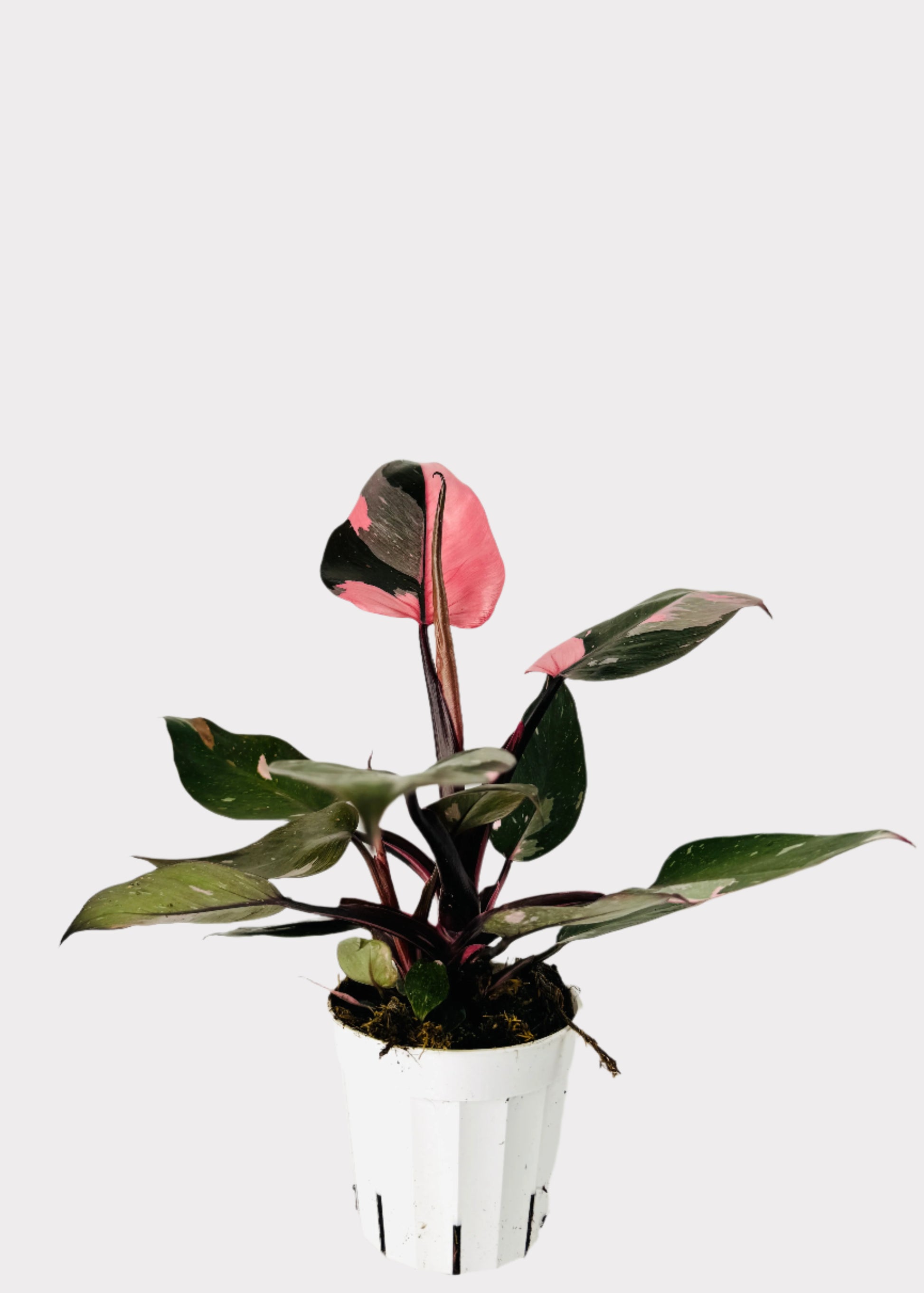 Philodendron Pink Princess with variegated pink and green leaves in white pot – full view – Rainbow Rosemead