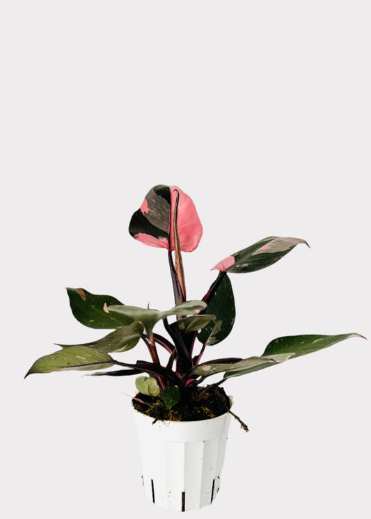 Philodendron Pink Princess with variegated pink and green leaves in white pot – full view – Rainbow Rosemead
