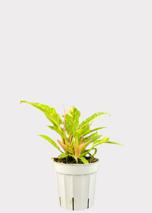 Philodendron Ring of Fire Variegated with vibrant green and orange foliage in white pot – full view - Rainbow Rosemead