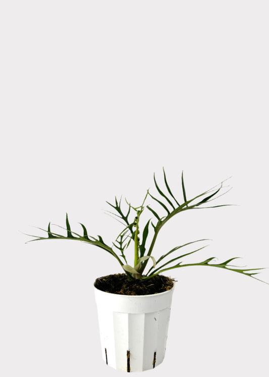 Philodendron Tortum with delicate split leaves in a white pot – full view - Rainbow Rosemead