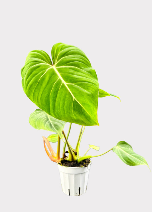 Philodendron Velvet Leaf with heart-shaped foliage in a white pot - full view – Rainbow Rosemead