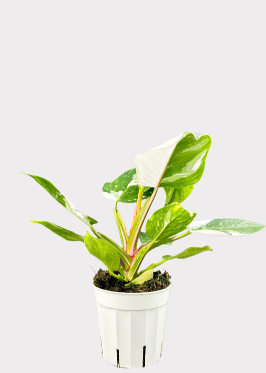 Philodendron White Princess variegated plant with green and white leaves in white pot - full view – Rainbow Rosemead
