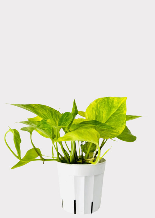 Pothos Neon Queen in white nursery pot with bright lime green leaves - full view – Rainbow Rosemead