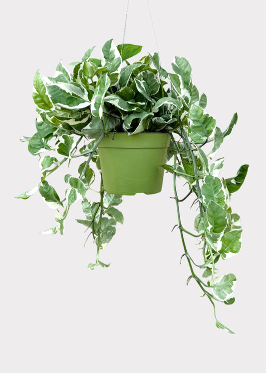 Pothos N-Joy in green hanging pot with cascading variegated leaves - full view – Rainbow Rosemead