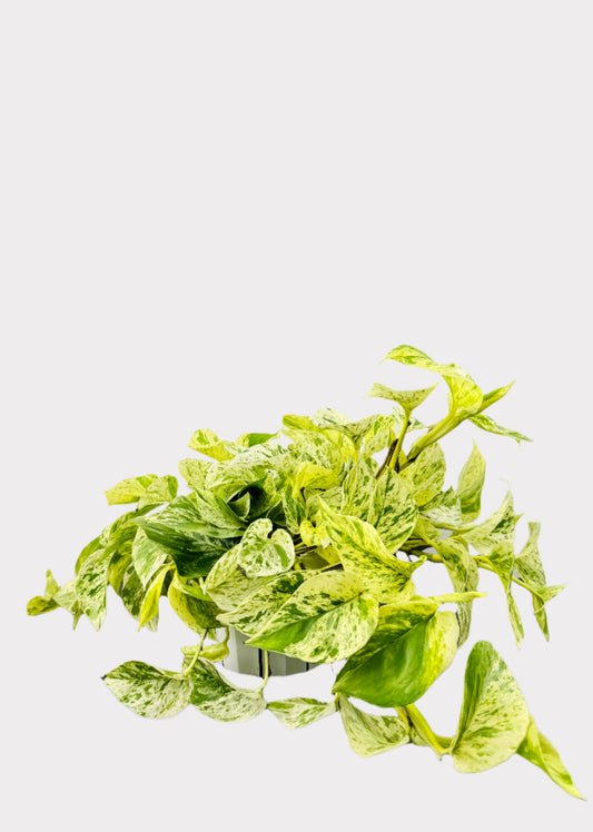 Pothos Snow Queen in white pot with marbled green and white leaves – full view - Rainbow Rosemead