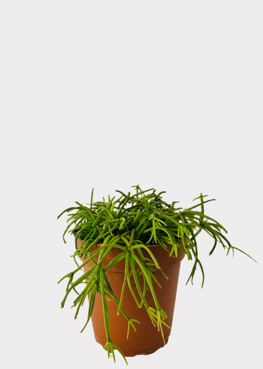 Rhipsalis Baccifera Mistletoe Cactus in brown nursery pot with cascading stems – full view - Rainbow Rosemead