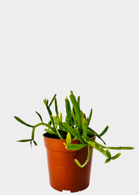 Rhipsalis Trigona Three-Angled Mistletoe Cactus in brown nursery pot – full view - Rainbow Rosemead