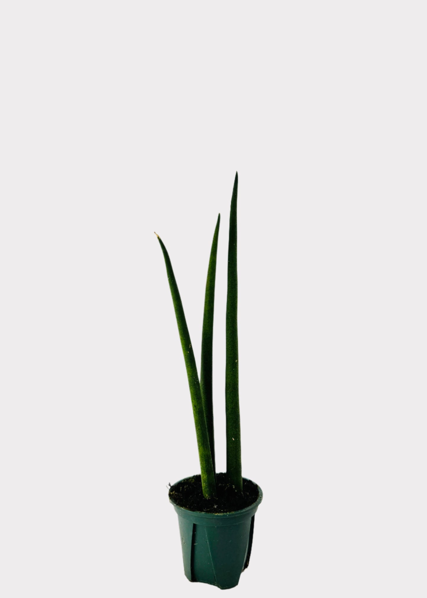 Sansevieria Fernwood Snake Plant in green nursery pot – full view - Rainbow Rosemead