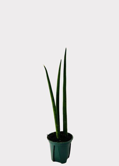 Sansevieria Fernwood Snake Plant in green nursery pot – full view - Rainbow Rosemead