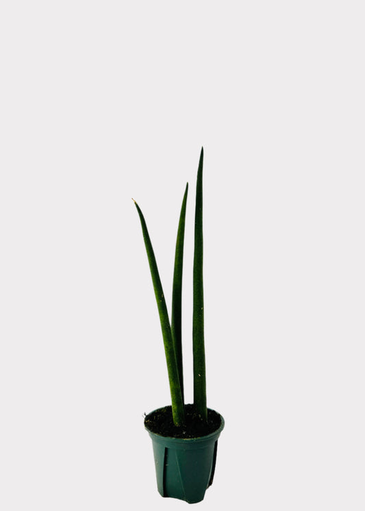 Sansevieria Fernwood Snake Plant in green nursery pot – full view - Rainbow Rosemead
