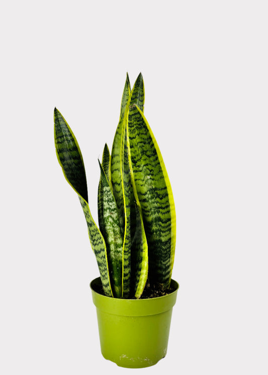 Sansevieria Laurentii Snake Plant in green nursery pot – full view - Rainbow Rosemead