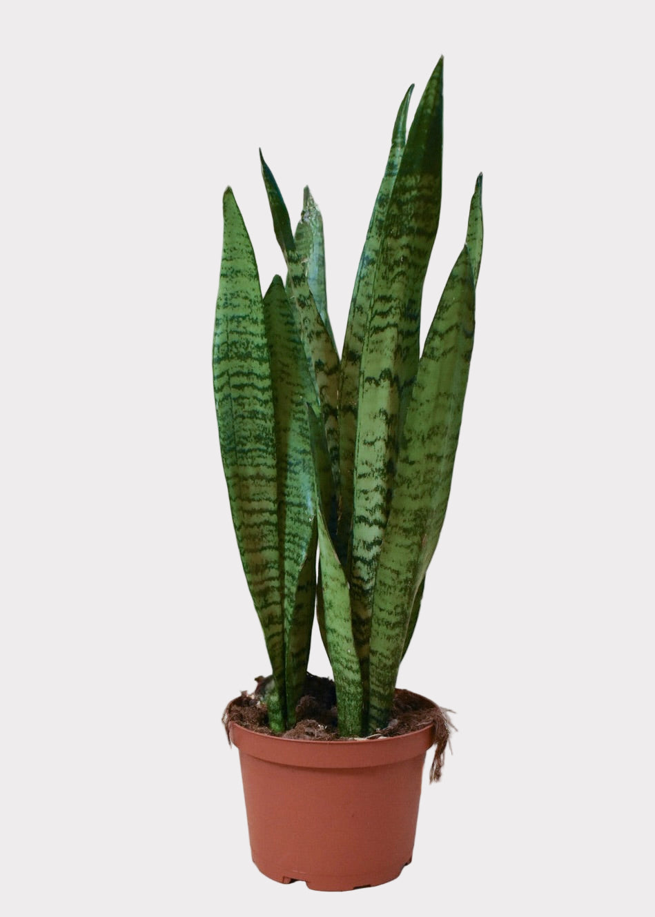 Sansevieria – Zeylanica