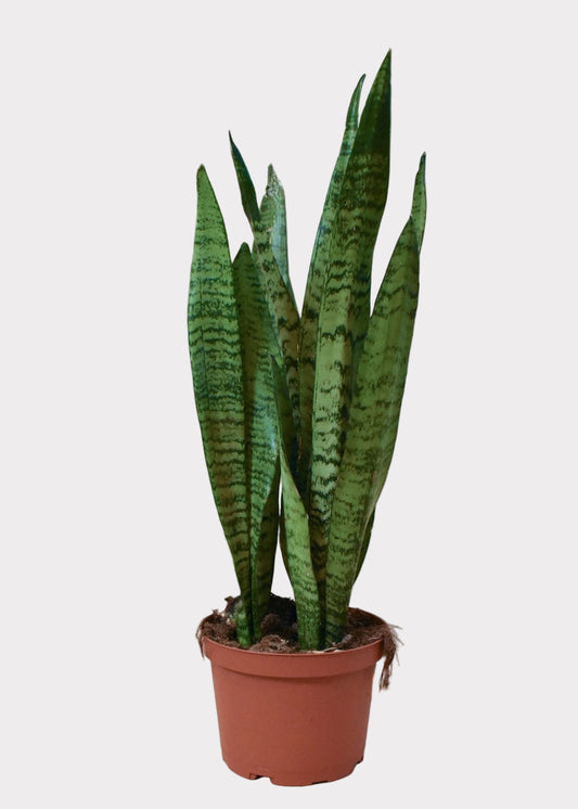 Sansevieria – Zeylanica