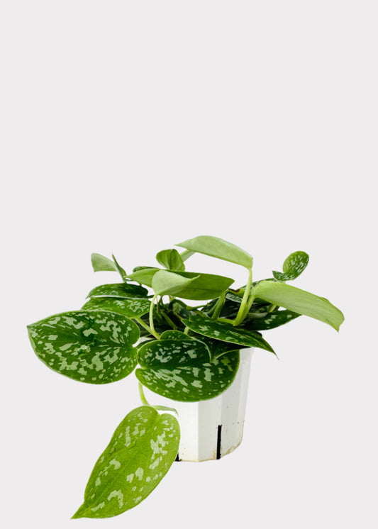 Scindapsus Pictus Satin Pothos in white pot with silver-speckled trailing leaves –  full view - Rainbow Rosemead