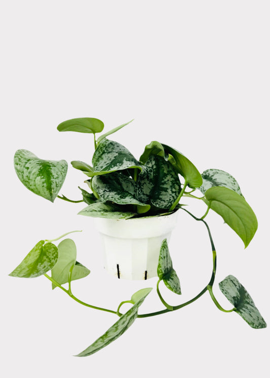 Scindapsus Silver Splash in white nursery pot with trailing silver-green leaves - full view – Rainbow Rosemead