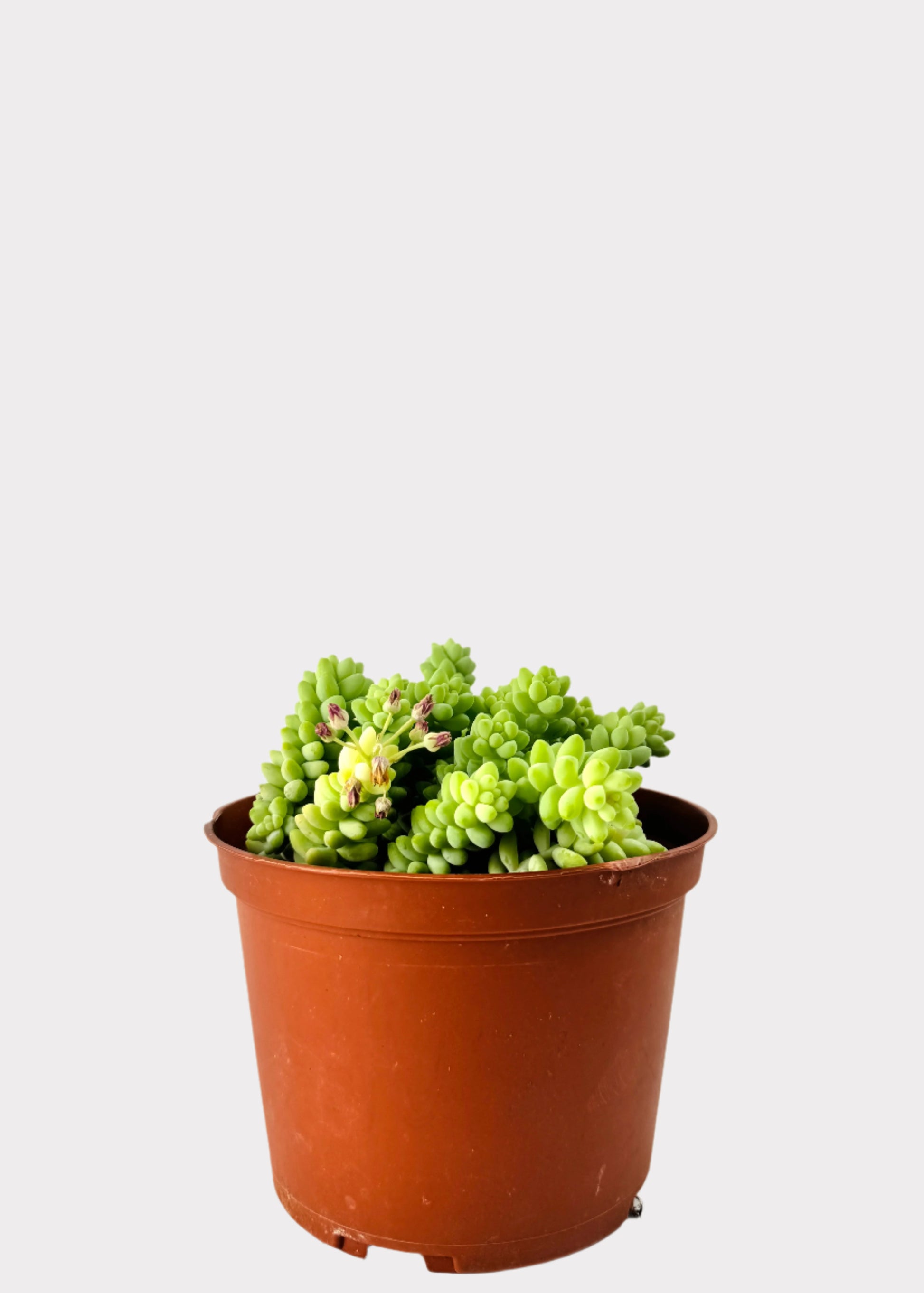 Sedum Morganianum Donkey Tail succulent in brown nursery pot with trailing stems - front view – Rainbow Rosemead