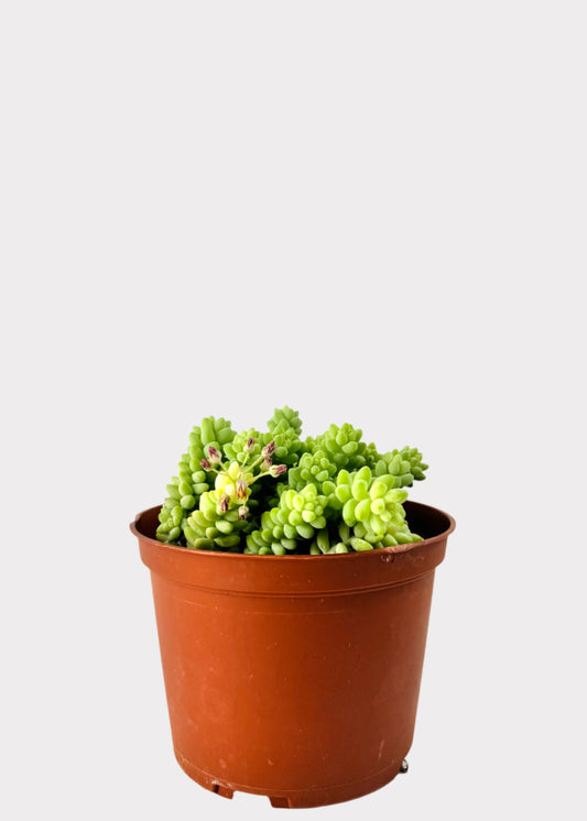 Sedum Morganianum Donkey Tail succulent in brown nursery pot with trailing stems - front view – Rainbow Rosemead