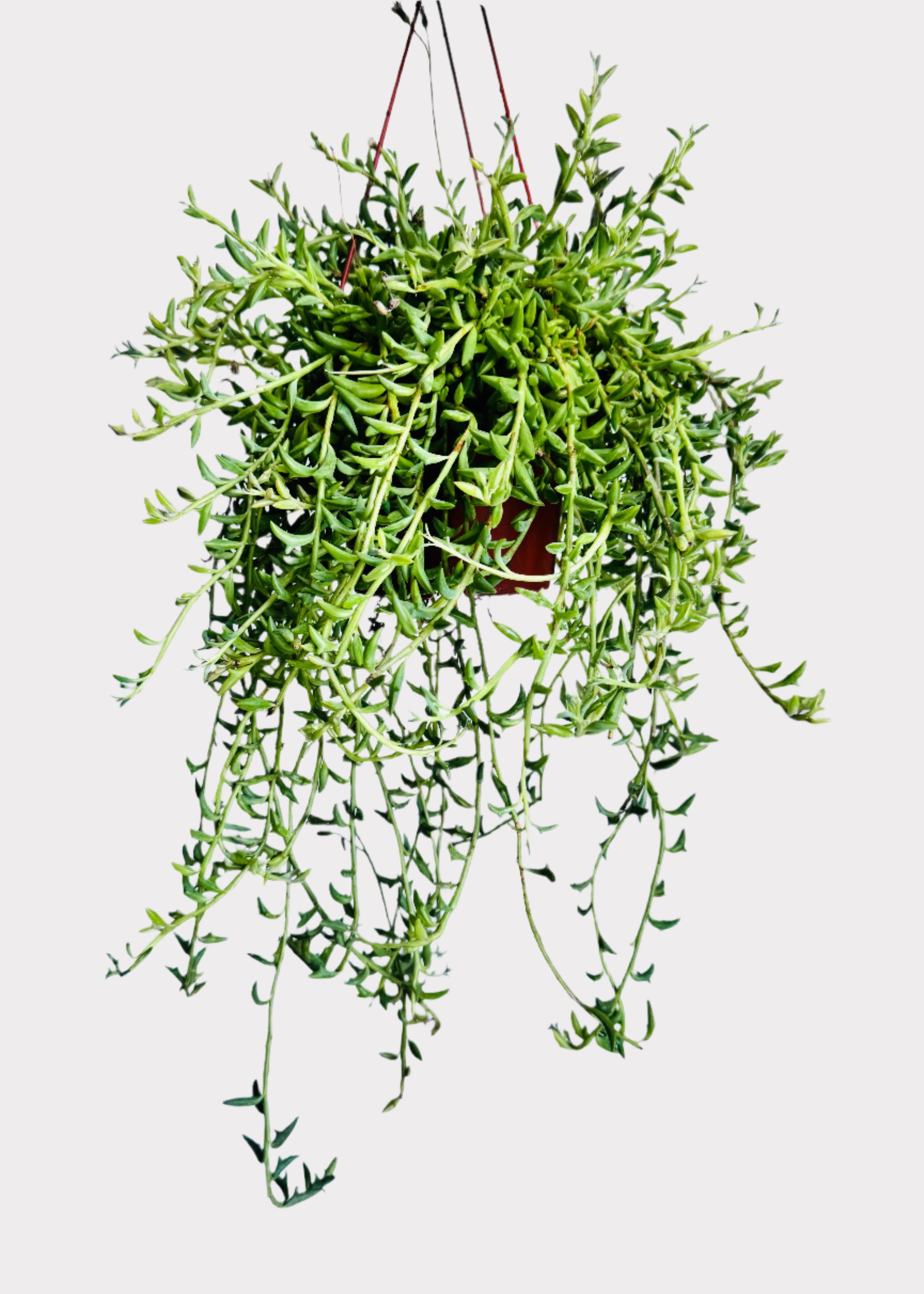 Senecio Peregrinus String of Dolphins succulent in hanging brown pot with cascading stems - full view – Rainbow Rosemead