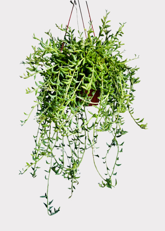 Senecio Peregrinus String of Dolphins succulent in hanging brown pot with cascading stems - full view – Rainbow Rosemead