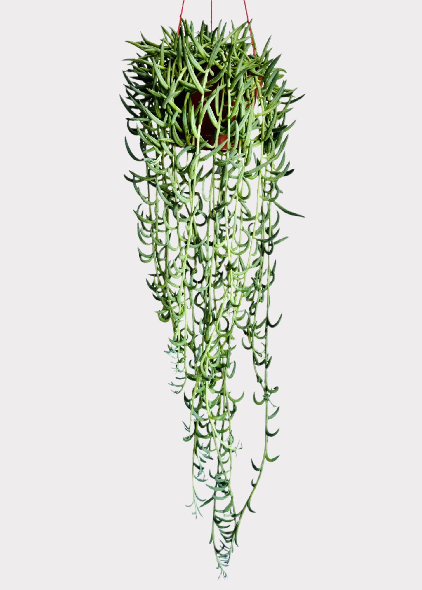 Senecio Radicans String of Fish Hook succulent in hanging pot with cascading green vines – full view - Rainbow Rosemead