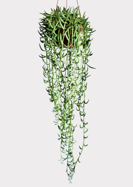 Senecio Radicans String of Fish Hook succulent in hanging pot with cascading green vines – full view - Rainbow Rosemead