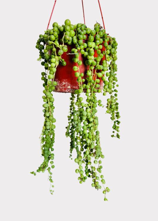 Senecio Rowleyanus String of Pearls in red hanging pot with cascading succulent vines – full view - Rainbow Rosemead