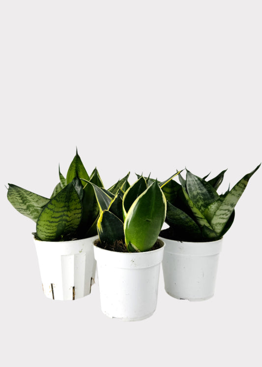 Sansevieria Star Power Snake Plant, assorted leaf patterns in white pots – full view - Rainbow Rosemead
