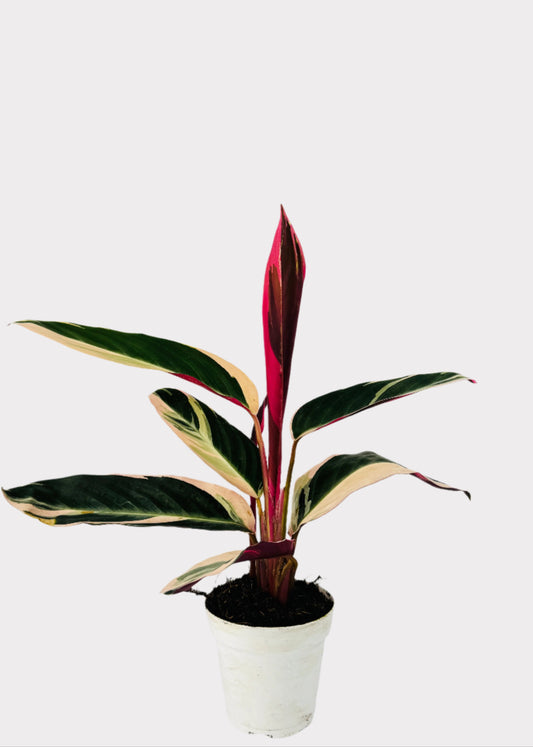 Stromanthe Triostar Prayer Plant with pink, cream, and green leaves in white pot – full view - Rainbow Rosemead