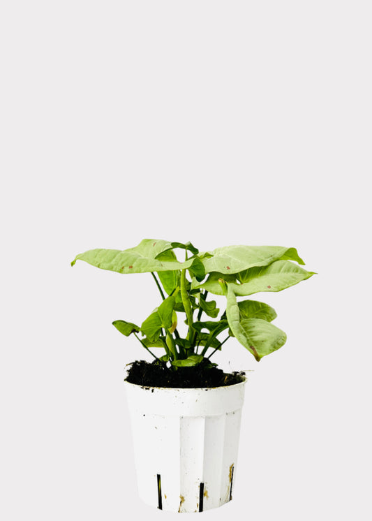 Syngonium Milk Confetti arrowhead plant with pale green and pink leaves in pot – full view - Rainbow Rosemead