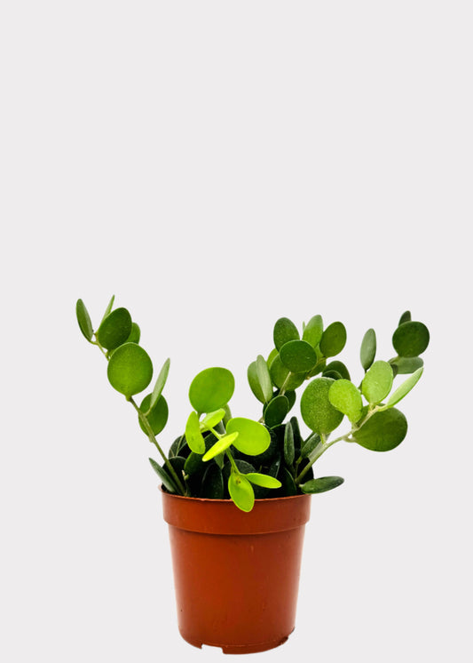 Xerosicyos Danguyi silver dollar plant with round coin-shaped leaves in brown pot – full view - Rainbow Rosemead