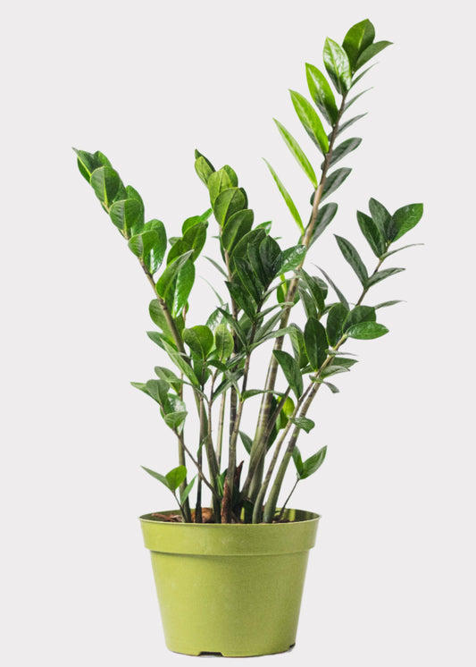 ZZ Plant in green plastic pot – full view – Rainbow Rosemead