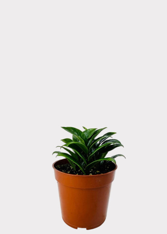 Zamioculcas Zamiifolia Zenzi compact ZZ plant with glossy green leaves in brown pot – full view - Rainbow Rosemead